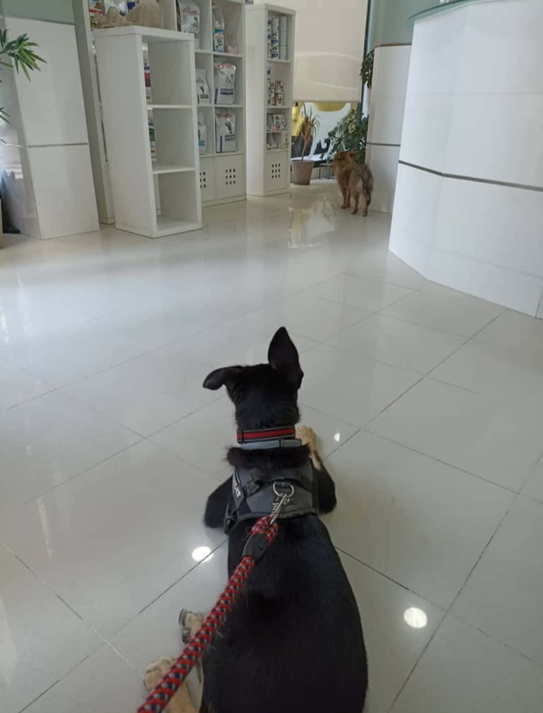 Clínica Veterinaria la Guindalera