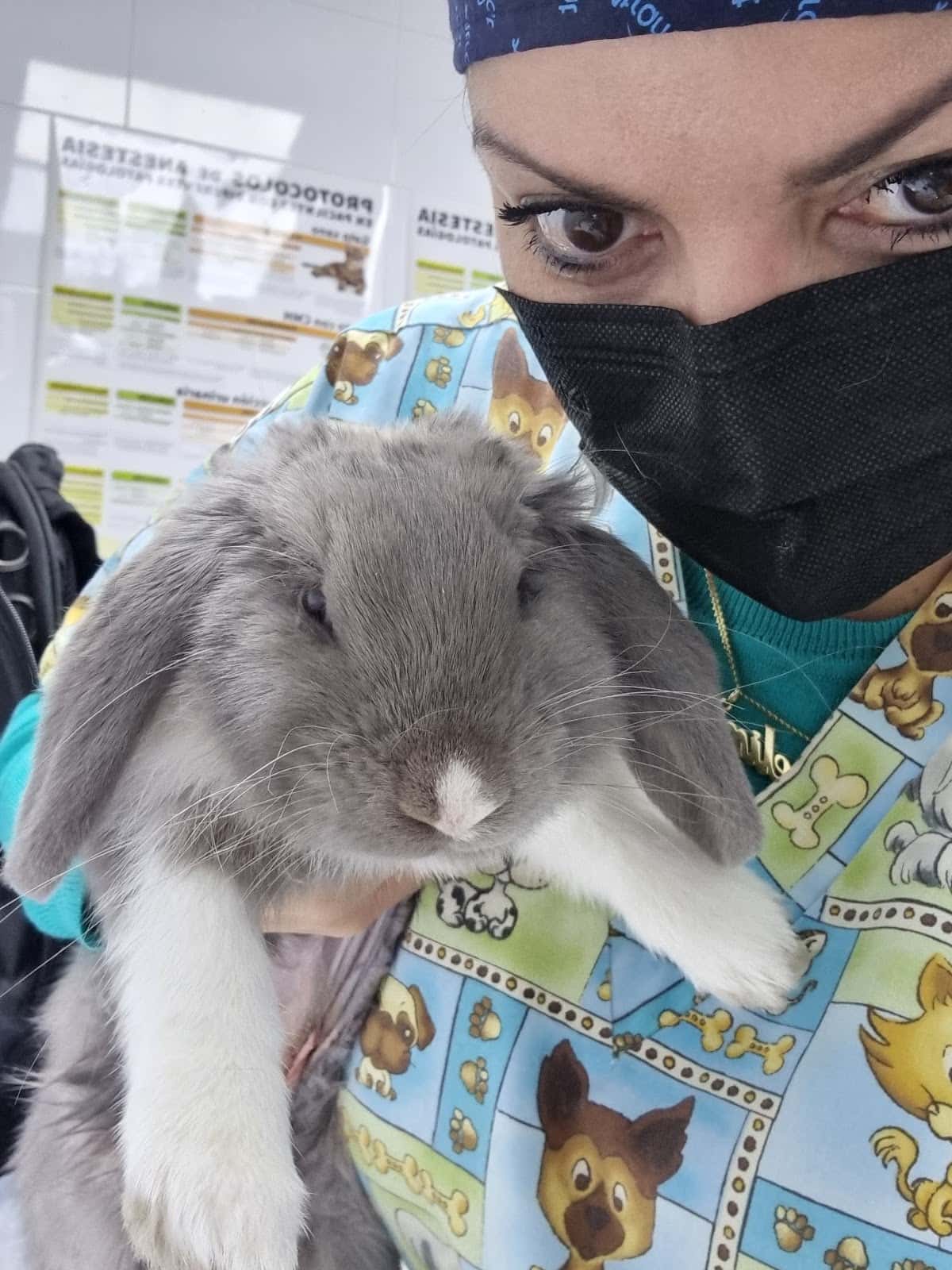 Clinica Veterinaria Mascotiti, Urgencias 24 horas