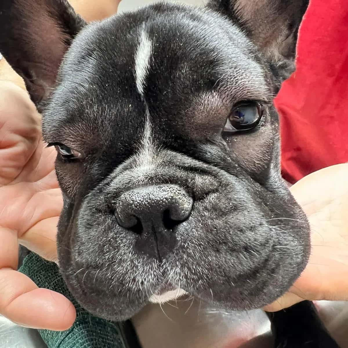 Clinica Veterinaria Mascotiti, Urgencias 24 horas