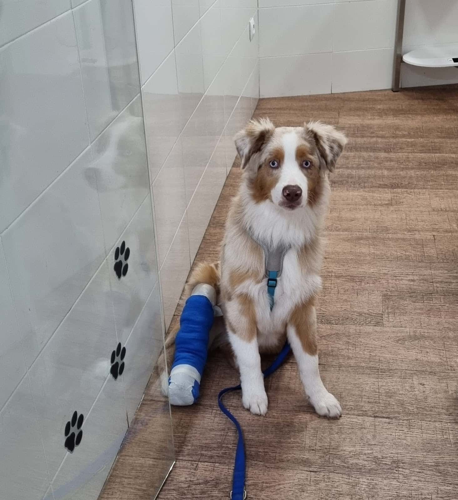 Clinica Veterinaria Mascotiti, Urgencias 24 horas