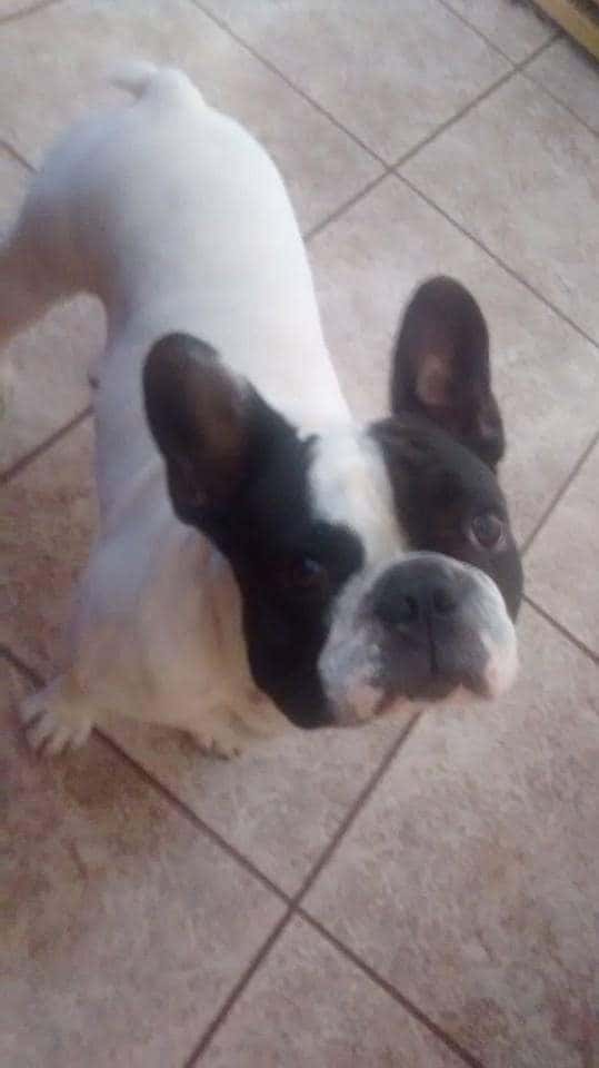 Centro Veterinario Alcalá Norte