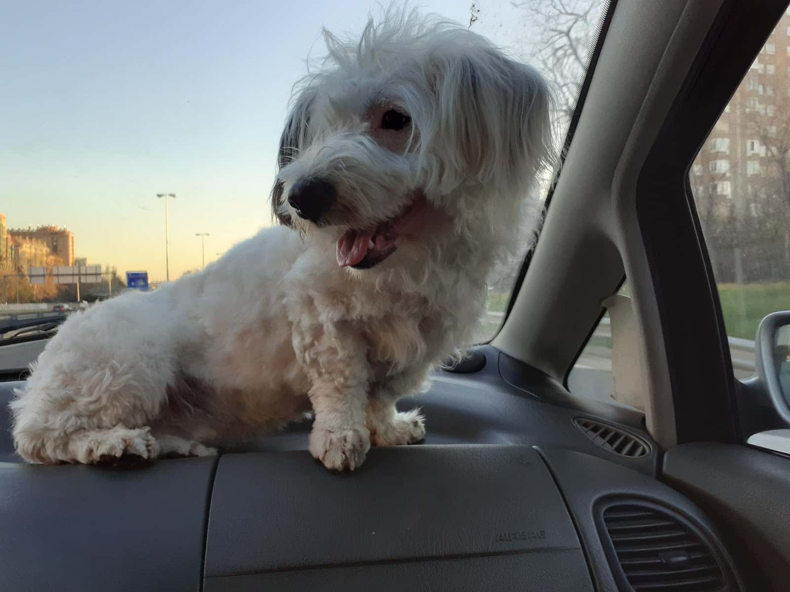 Clínica Veterinaria Bulevar