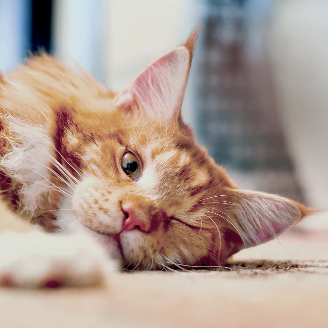 Clínica Veterinaria WECAN Momo