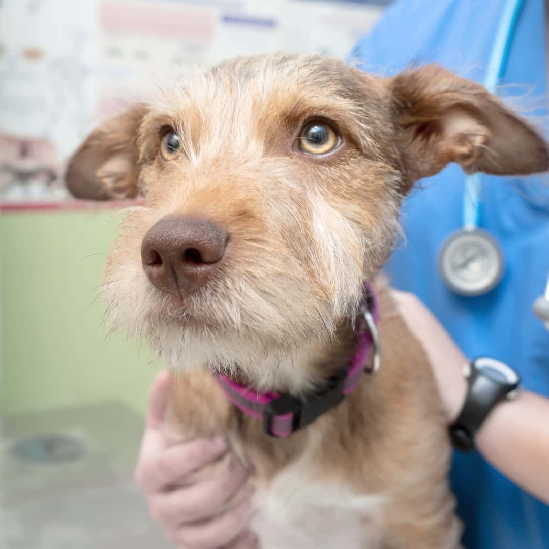 Clínica Veterinaria WECAN Momo