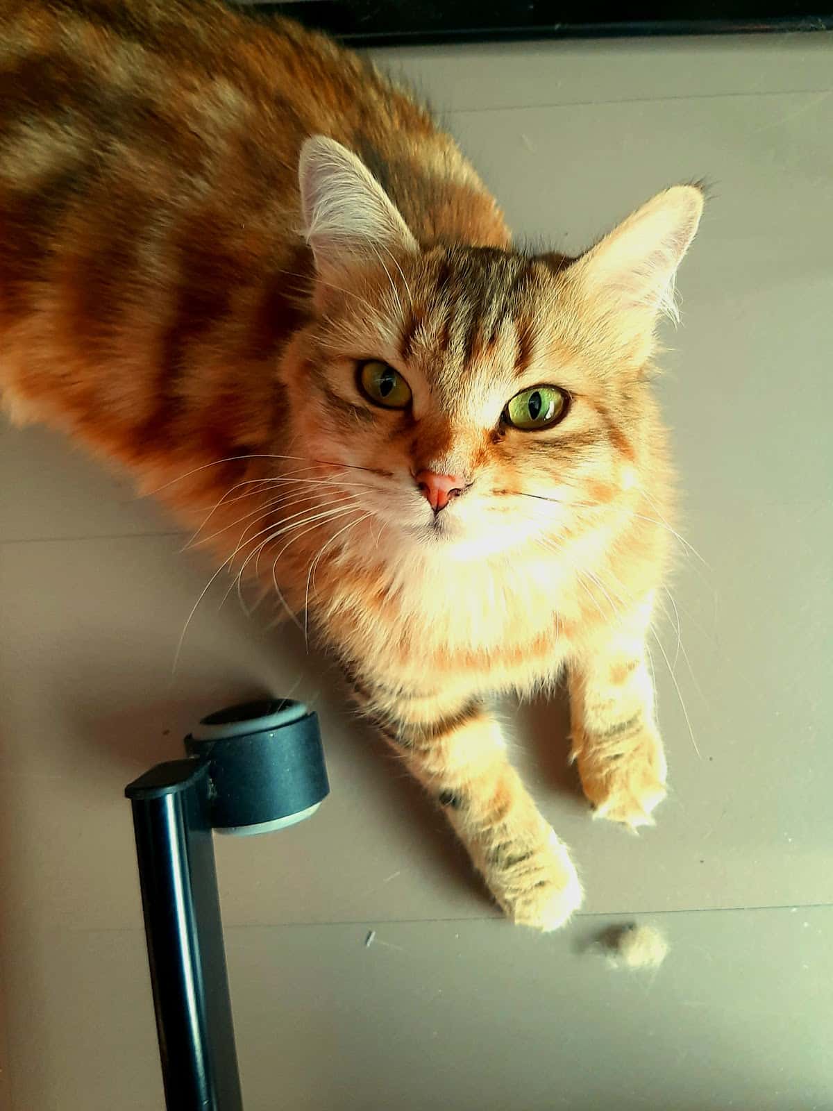 Centro Veterinario Canillejas