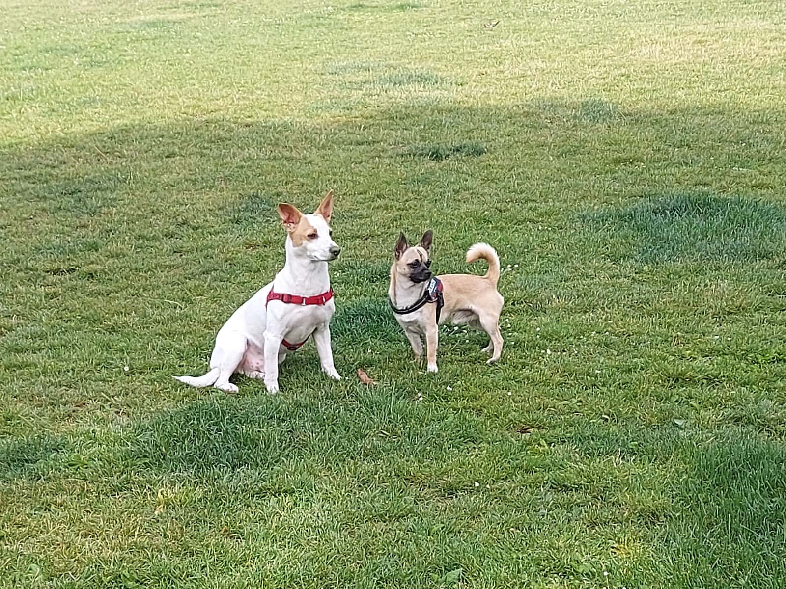 Centro Veterinario Canillejas