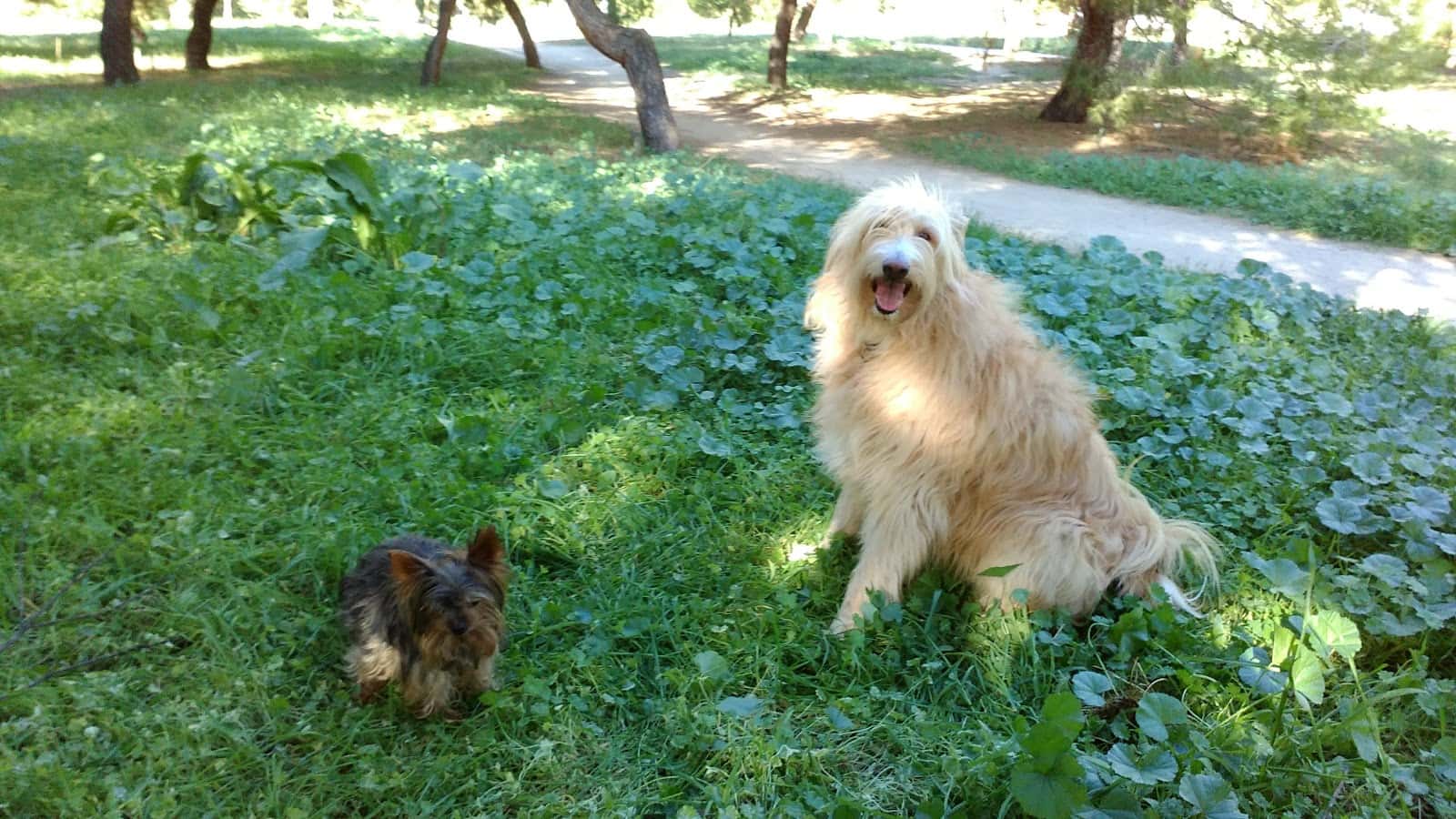 Centro Veterinario Canillejas