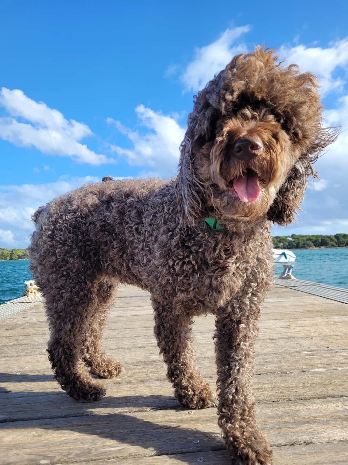 centro veterinario canillejas veterinario centro cerca de madrid principalImage ADOPTA Sitios Pet Friendly