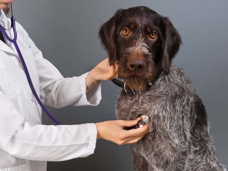 Clínica Veterinaria Canillejas El Parque II