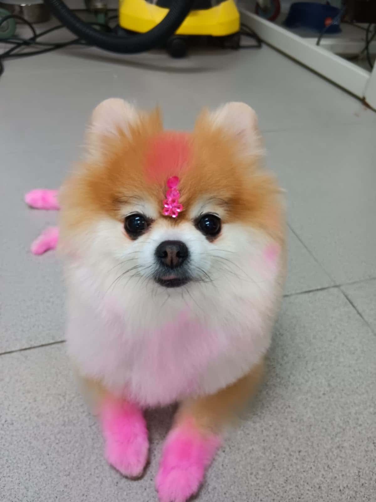 Clínica Veterinaria Canillejas El Parque II