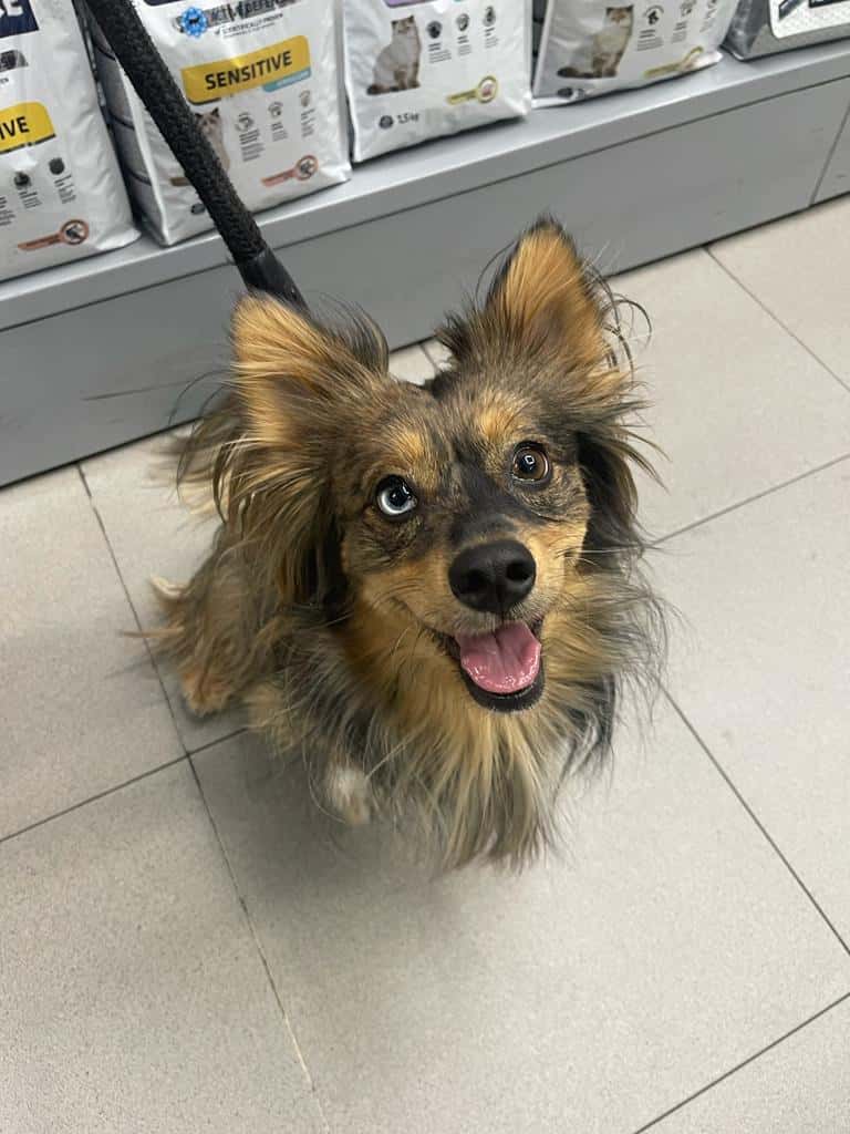 Clínica Veterinaria Canillejas El Parque II