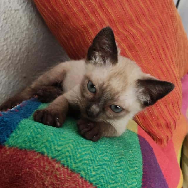 Clínica Veterinaria Canillejas El Parque II