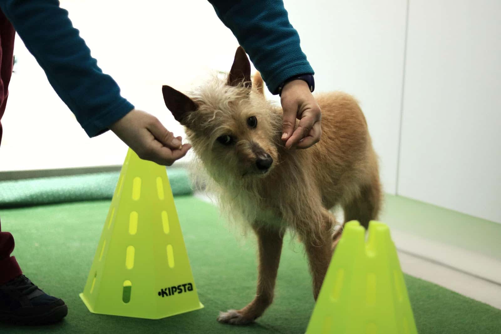 Centro Clínico Veterinario Soraya Sebastián