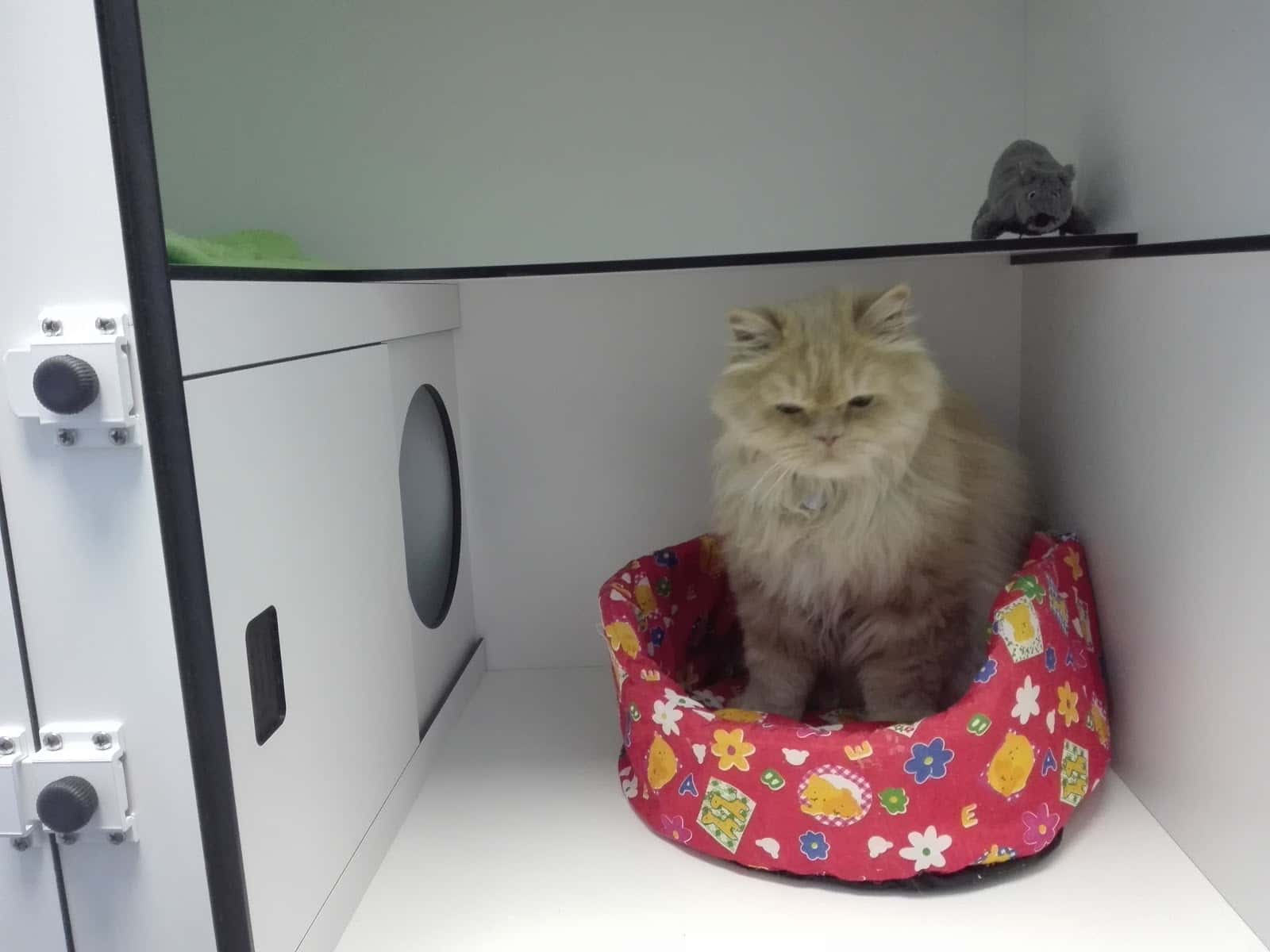 Centro Clínico Veterinario Soraya Sebastián