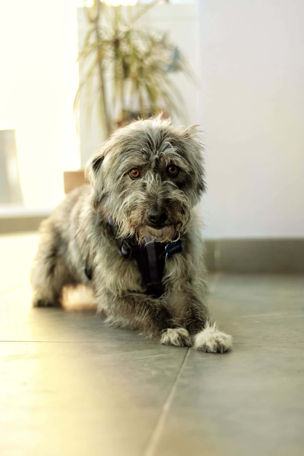 Centro Clínico Veterinario Soraya Sebastián