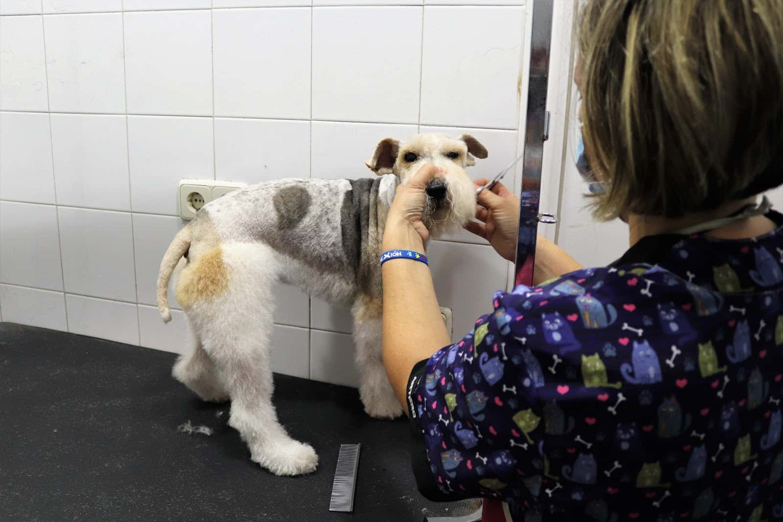 clinica veterinaria sirio veterinario clinica en pedrezuela en madrid principalImage ADOPTA Sitios Pet Friendly