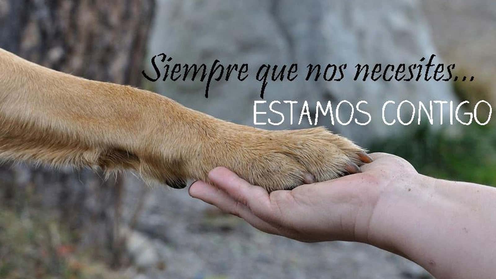 clinica veterinaria doble dog veterinario clinica en san agustin del guadalix en madrid principalImage ADOPTA Sitios Pet Friendly
