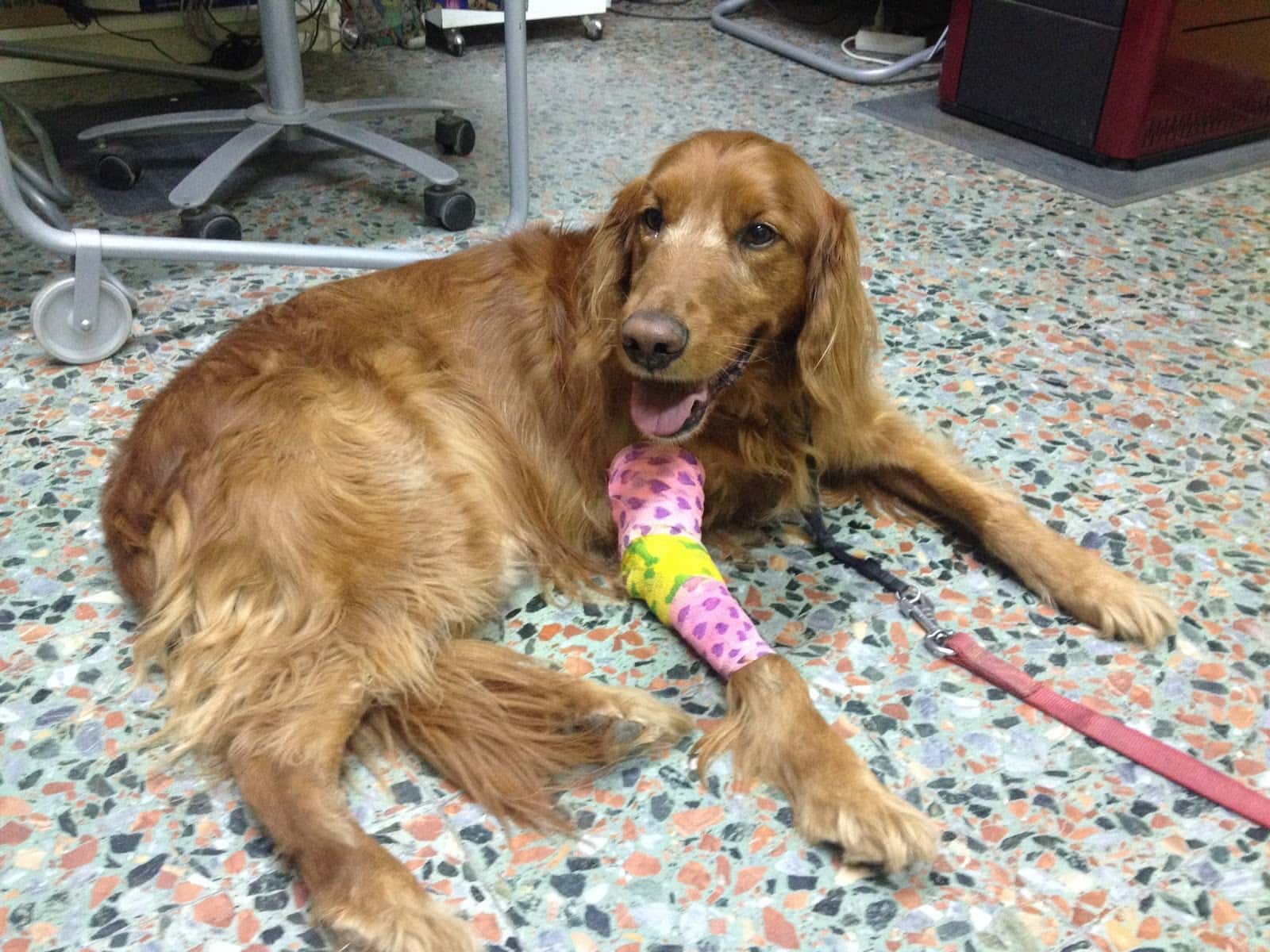 Centro Veterinario San Rafael