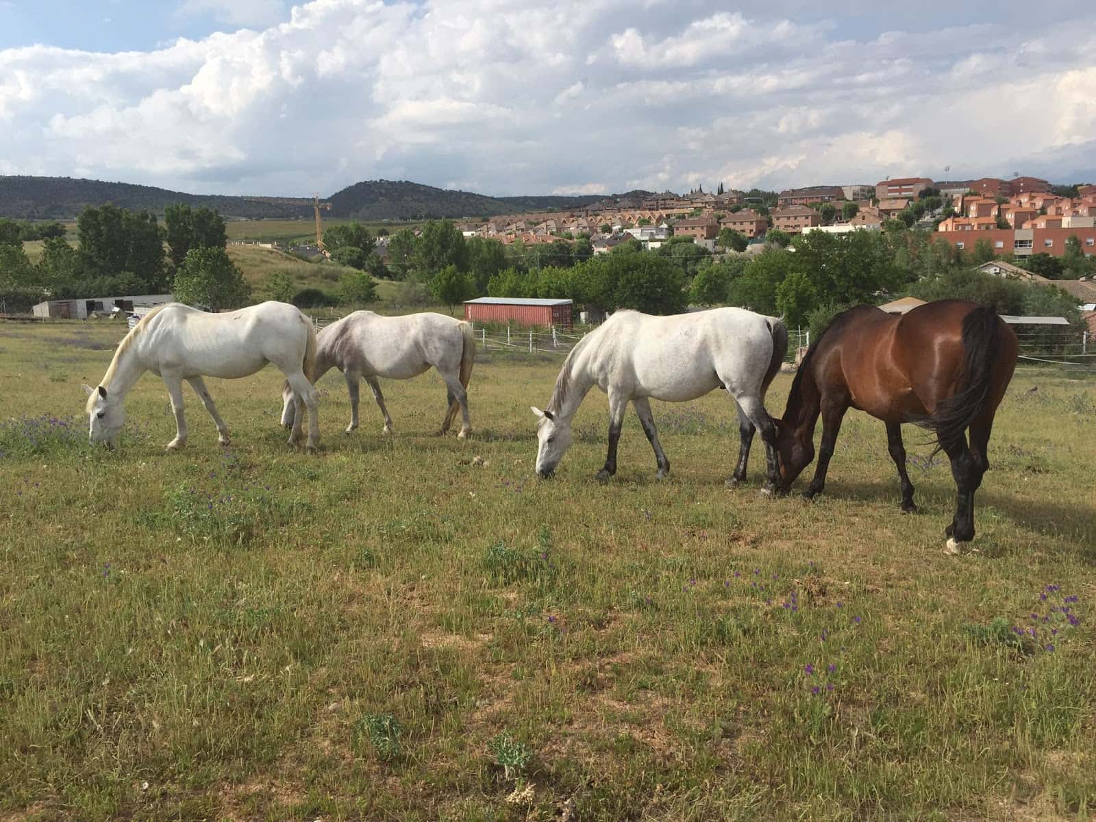 Hospital Veterinario Sierra de Madrid