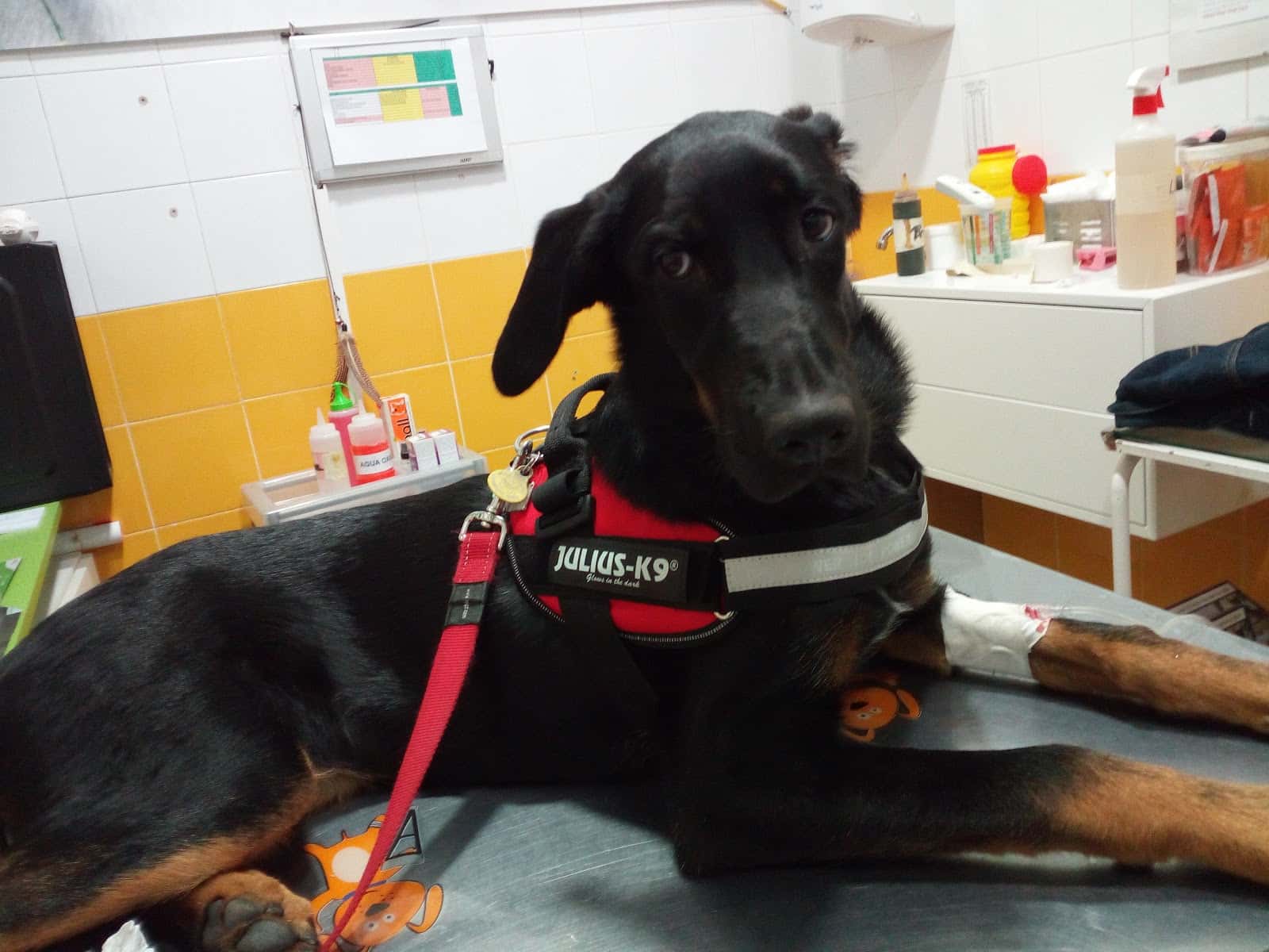 Centro Veterinario Eurovillas