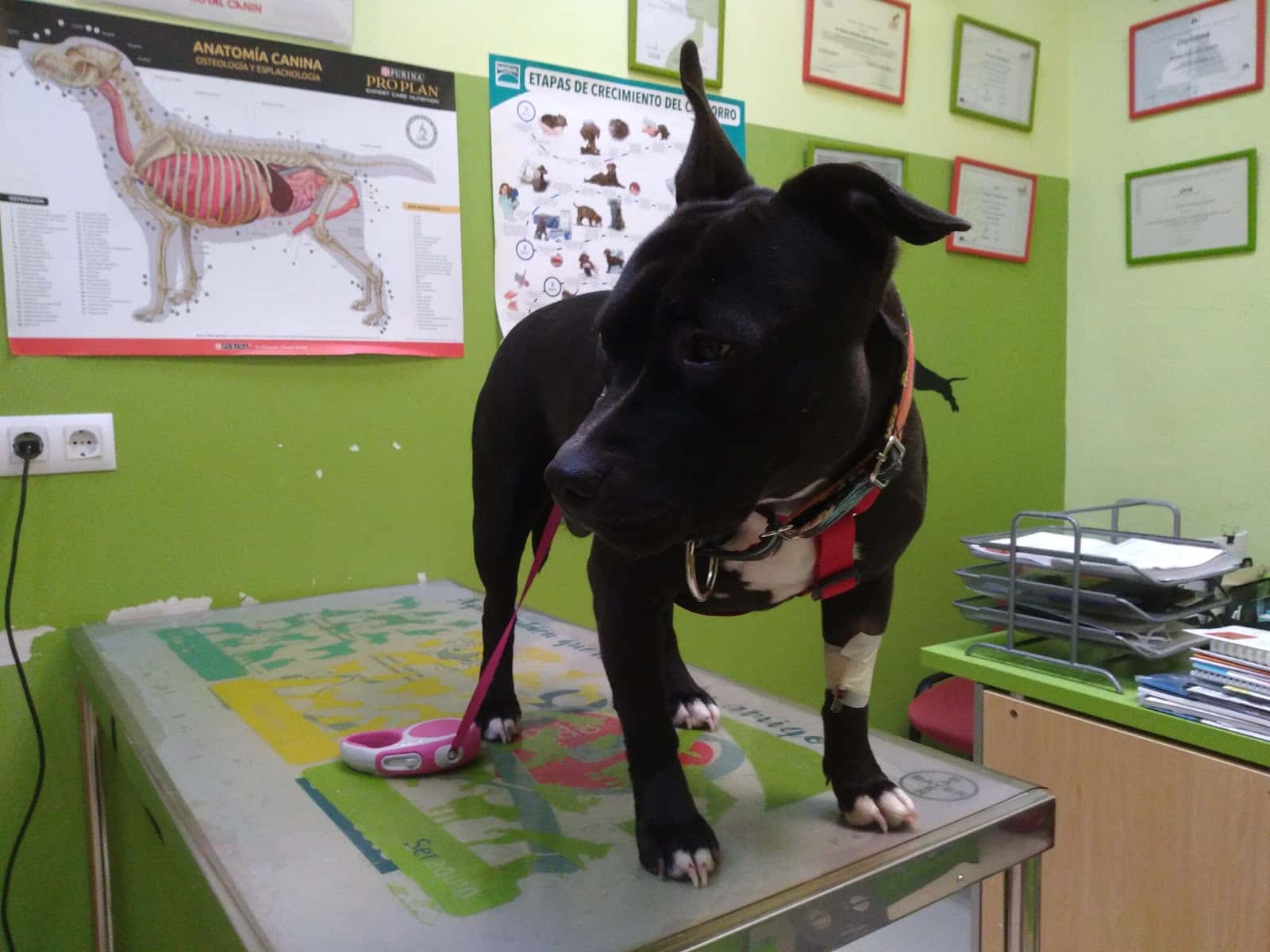 clinica veterinaria las mascotas de tania veterinario clinica en nuevo baztan en madrid principalImage ADOPTA Sitios Pet Friendly
