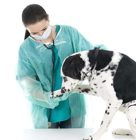 Centro Veterinario del Real Sitio