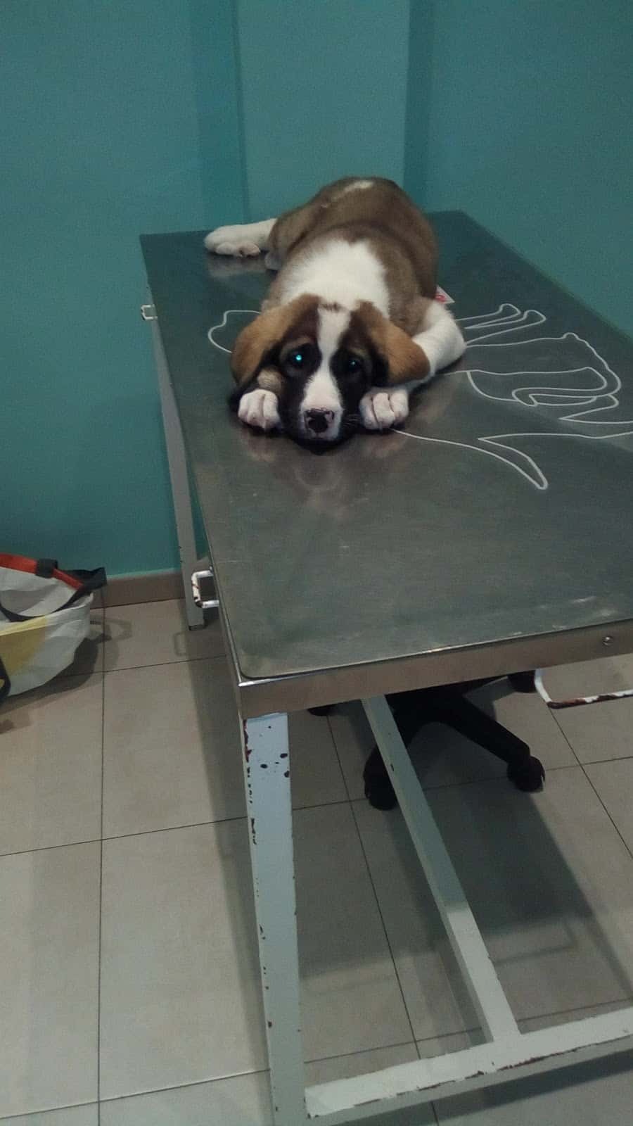 Clínica Veterinaria Coslada