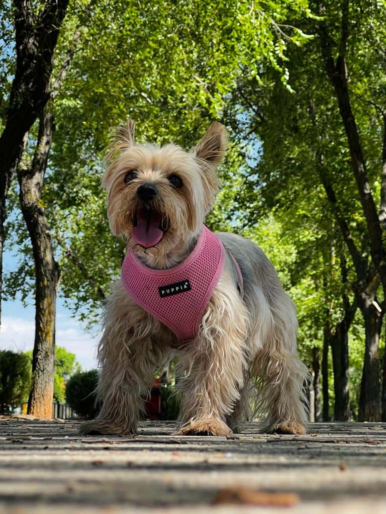 Centro Veterinario Mascoteros