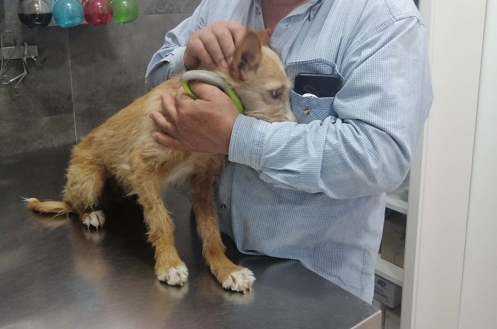 Centro veterinario I dog my cat