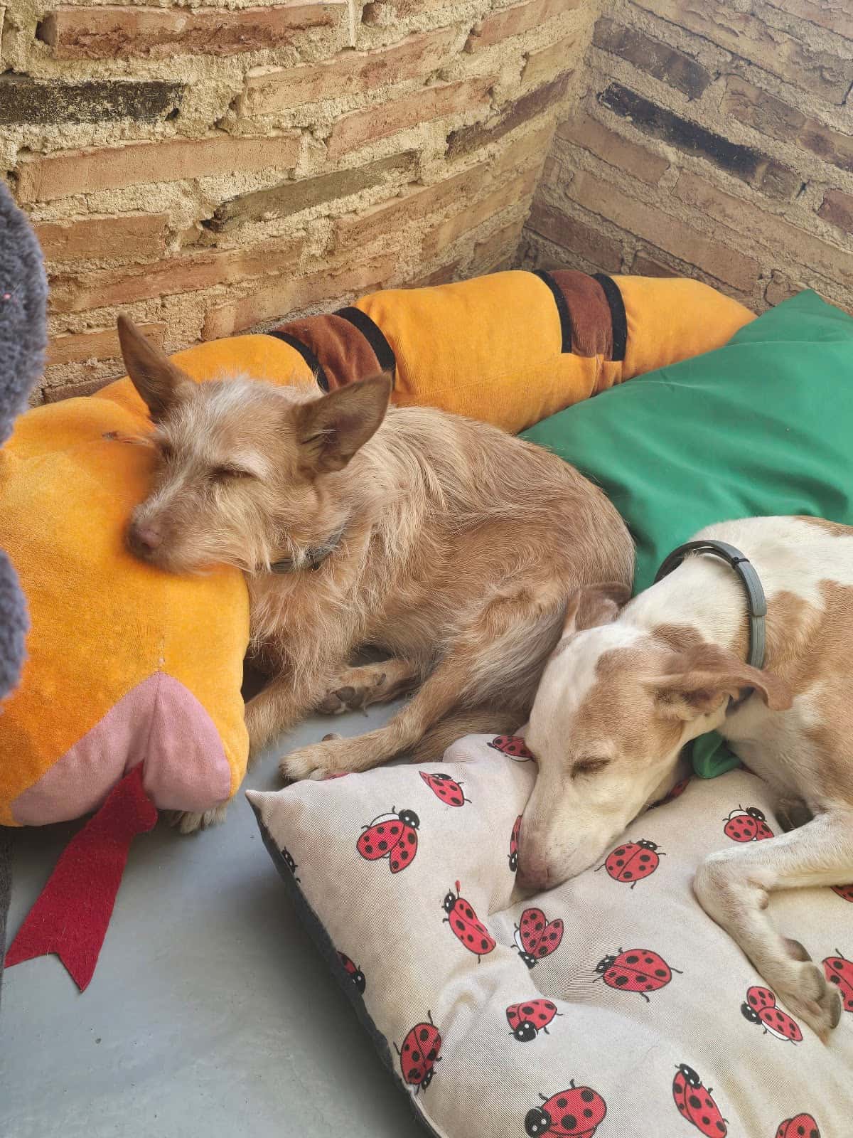 Centro veterinario Sierra Oeste