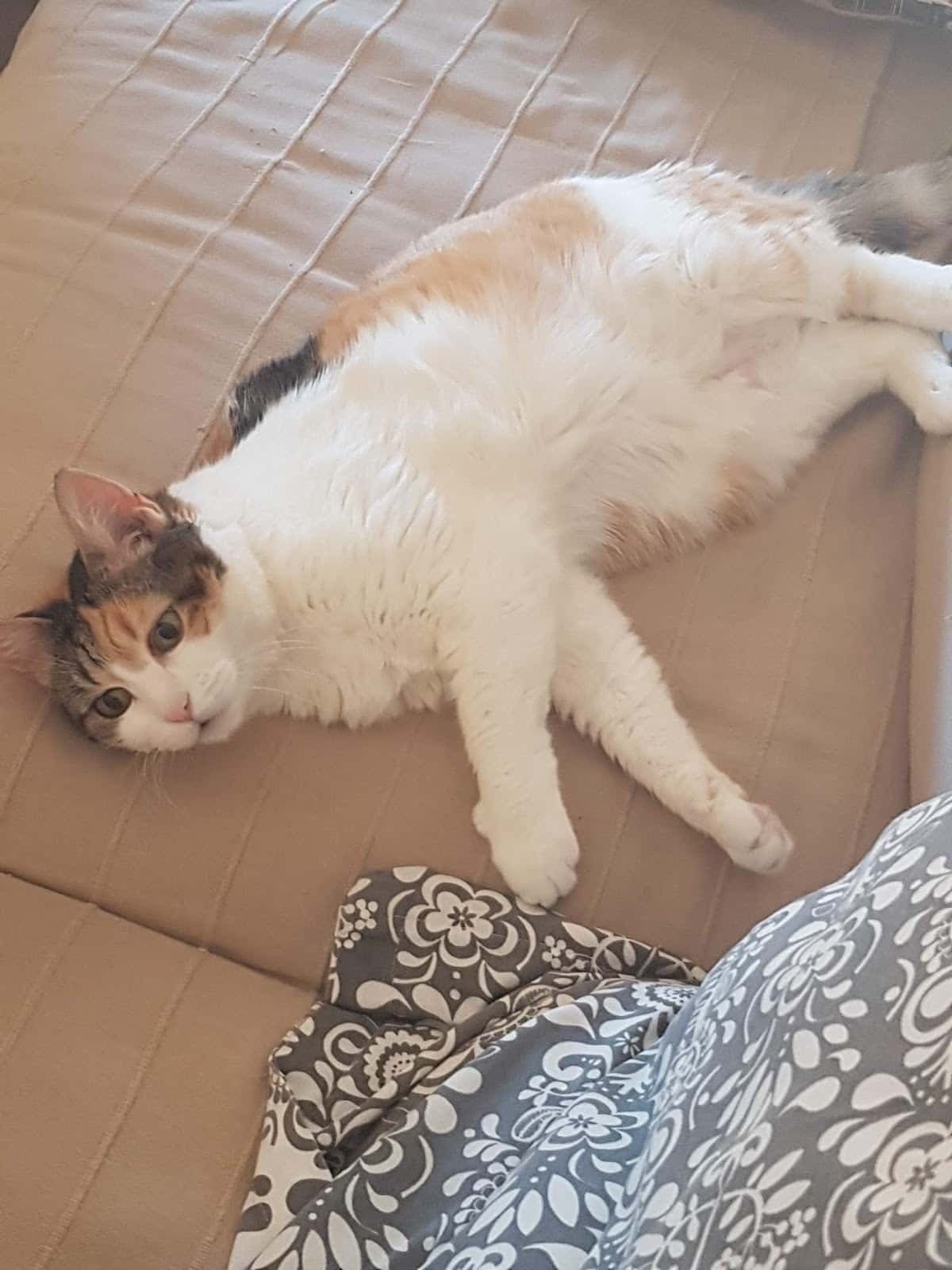 Clínica veterinaria Sevivet