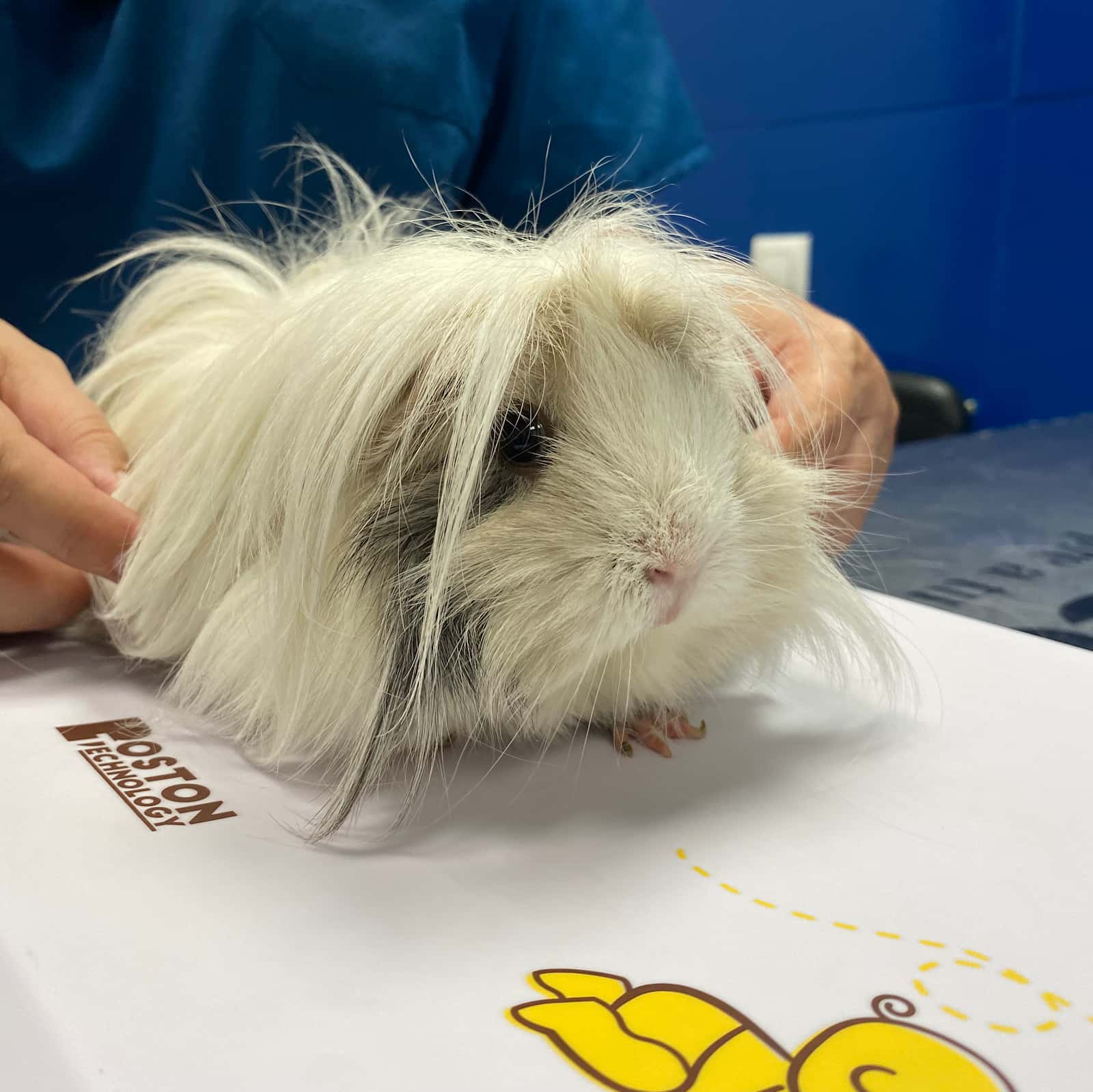 Clínica Veterinaria Sevilla la Nueva