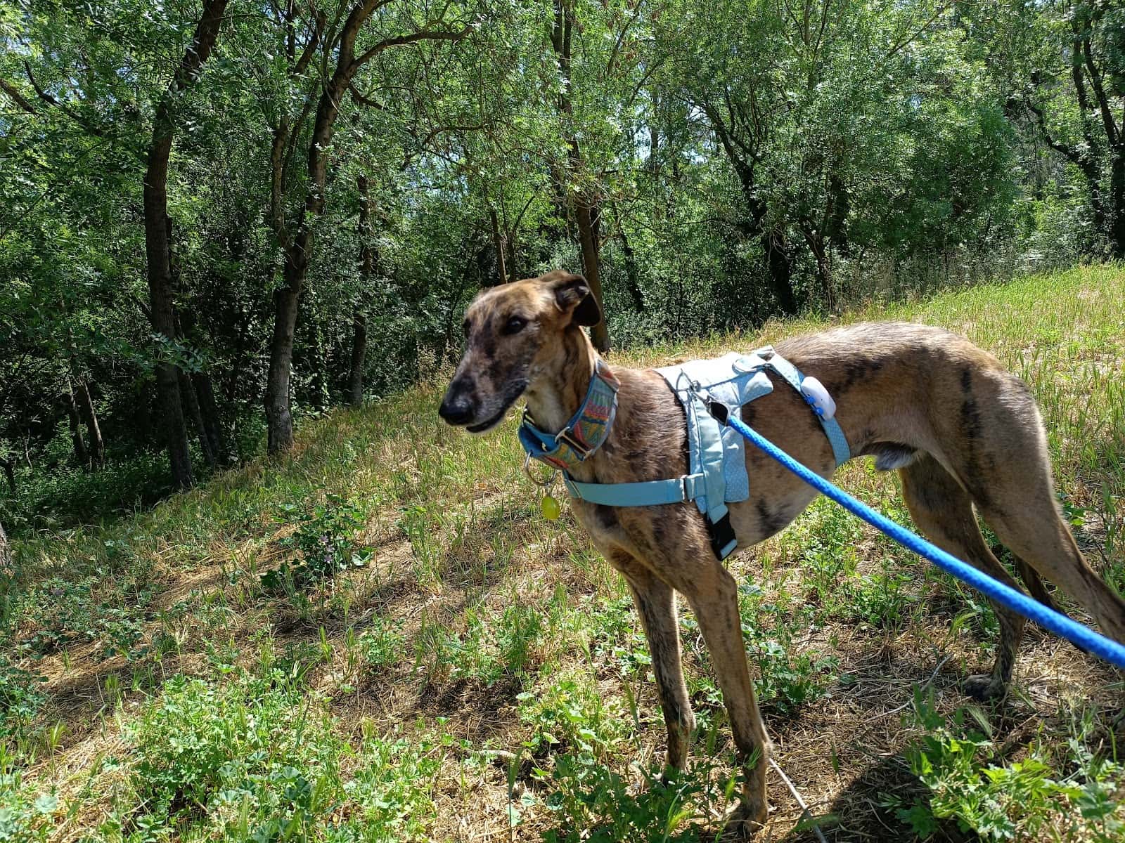 Clínica Veterinaria Sevilla la Nueva