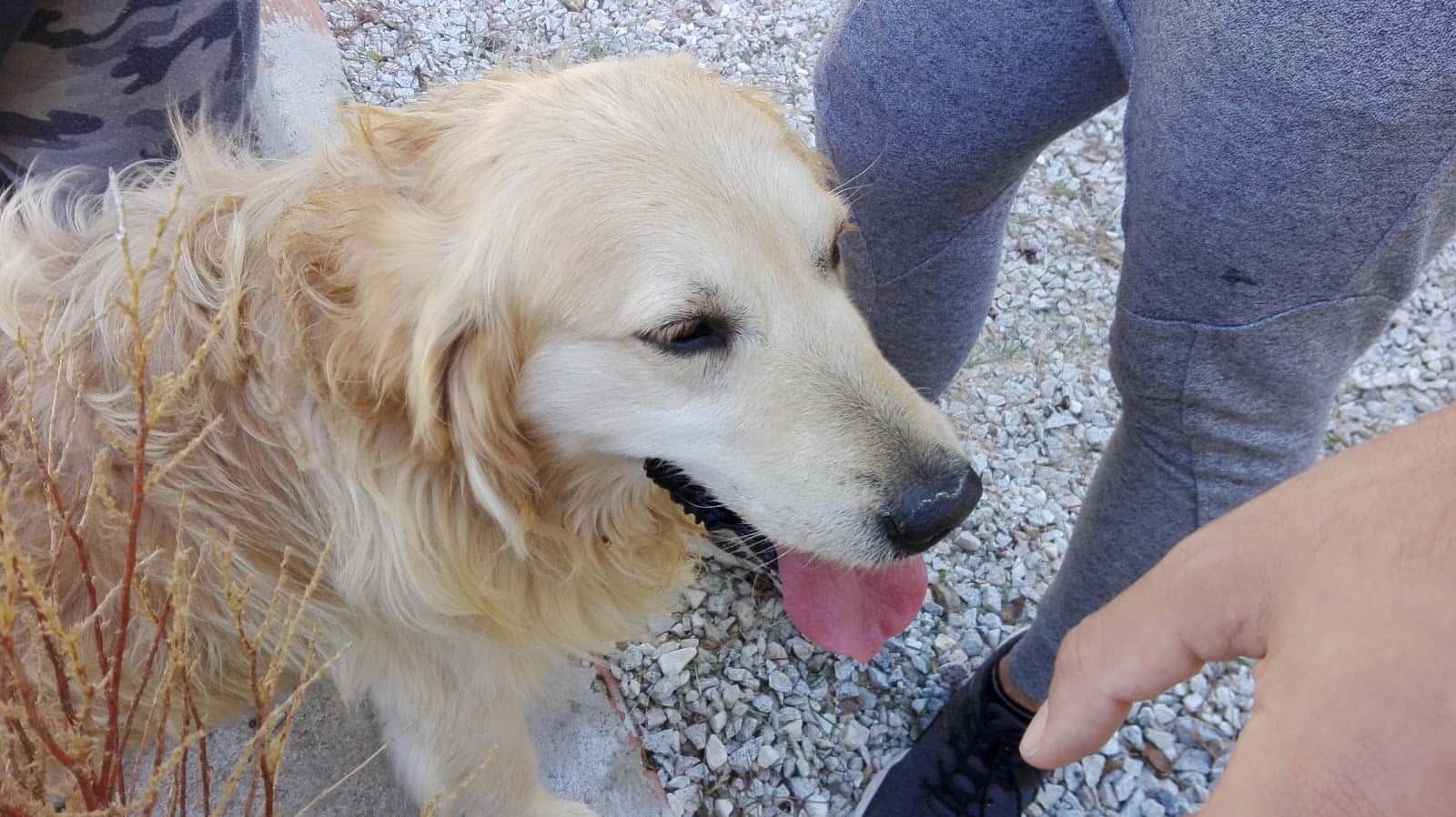 antonio della bella veterinario centro en robledo de chavela en madrid principalImage ADOPTA Sitios Pet Friendly