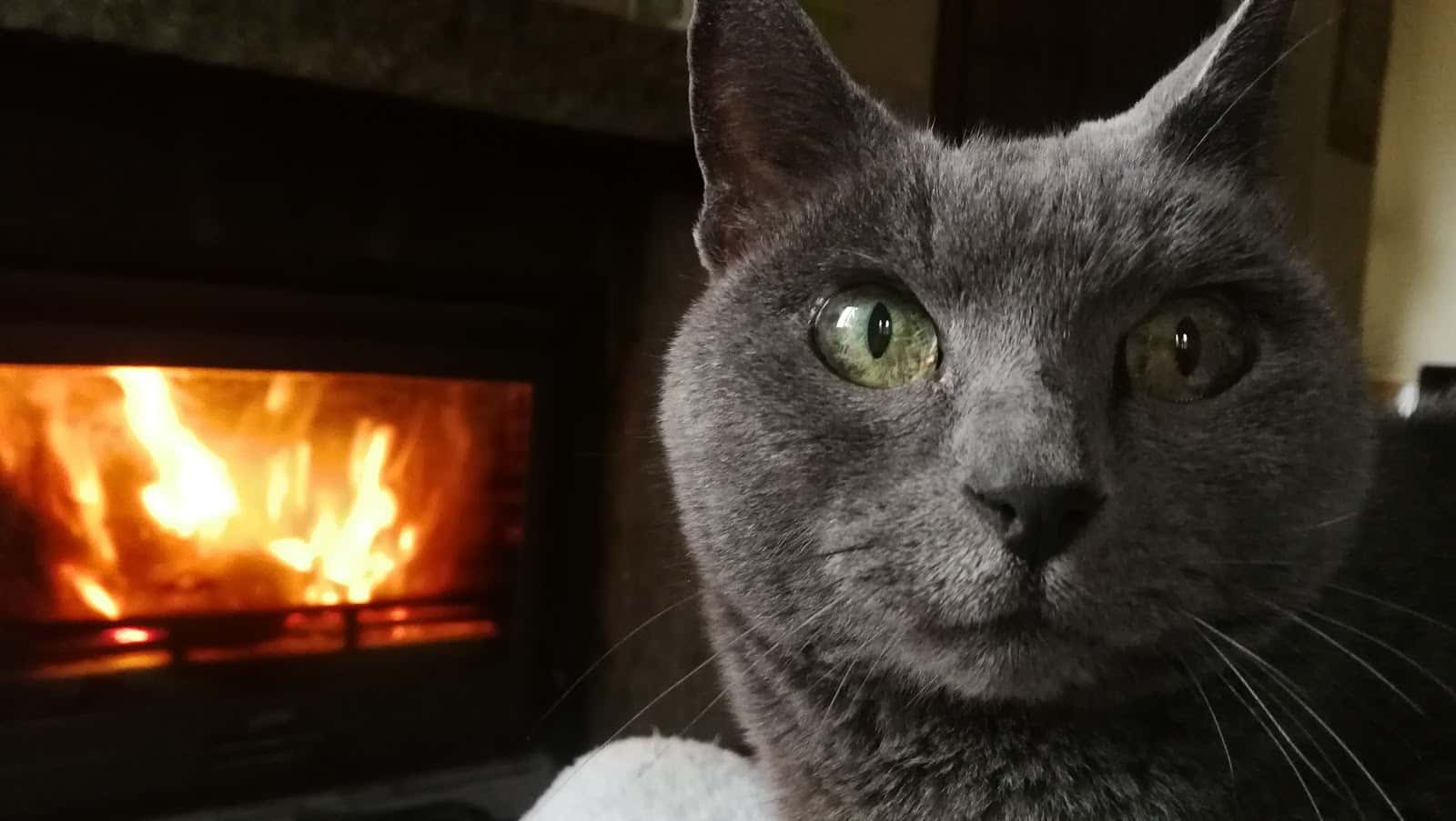 Clínica Veterinaria la Plazuela