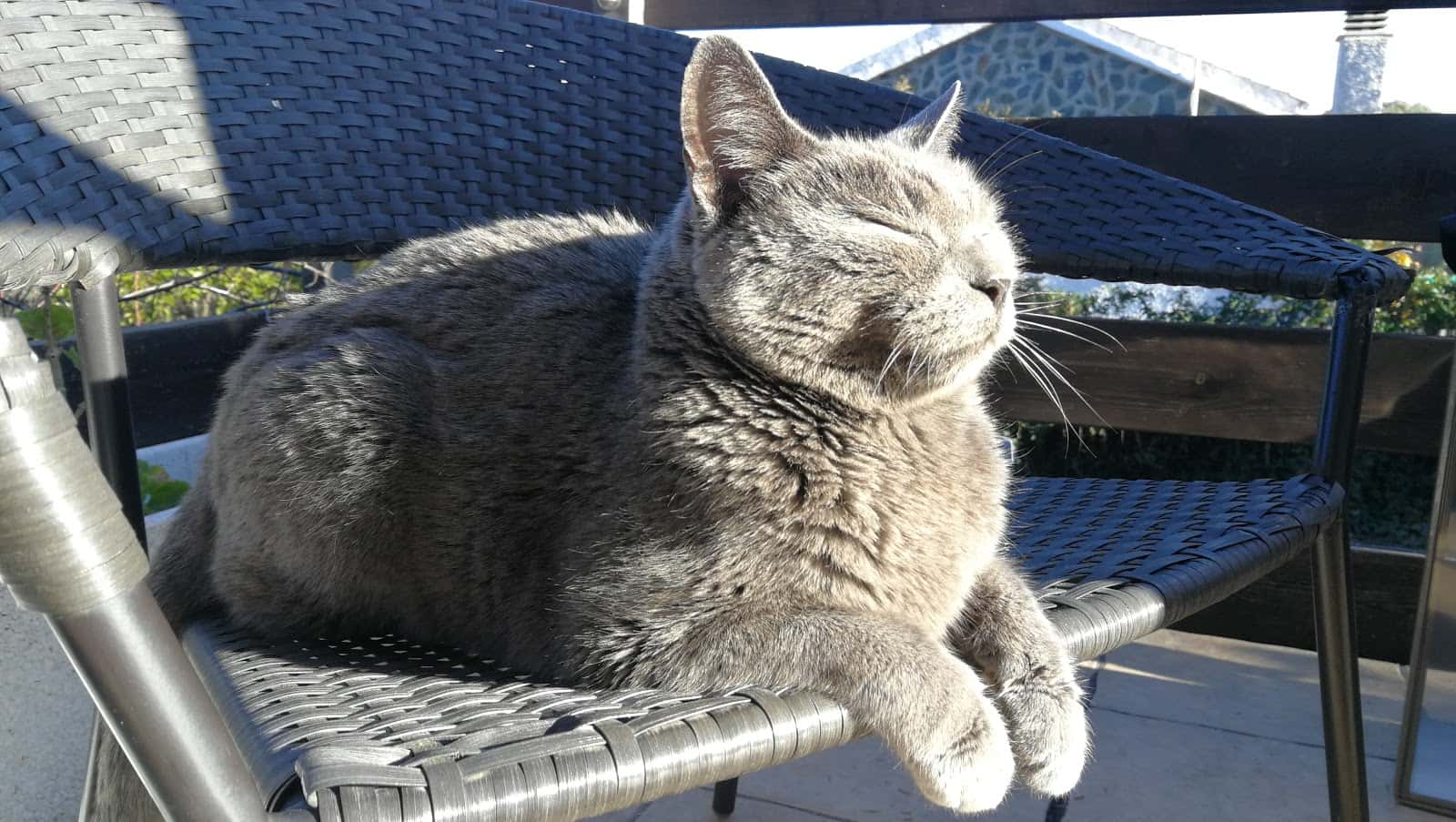 Clínica Veterinaria la Plazuela