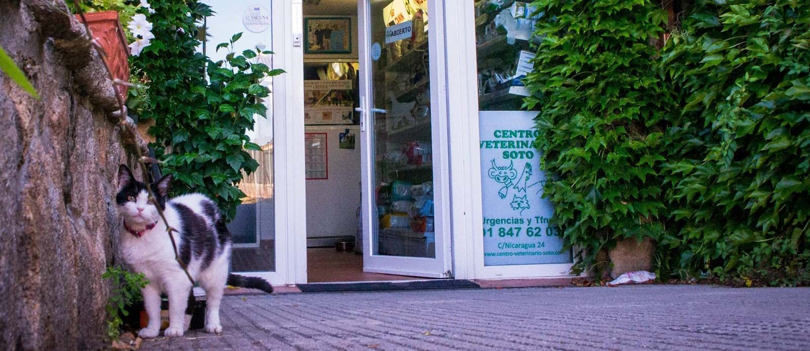 centro veterinario soto veterinario centro en soto del real en madrid principalImage ADOPTA Sitios Pet Friendly