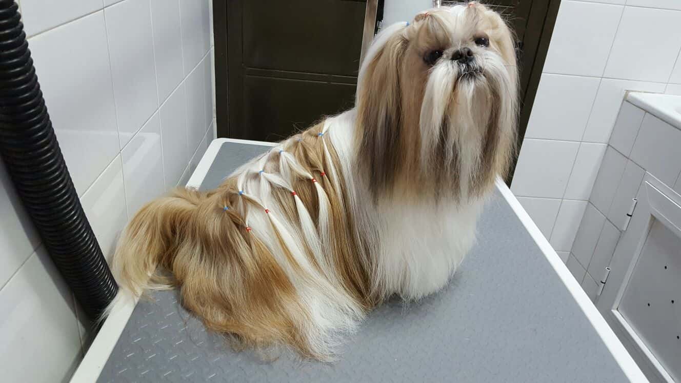 Clínica Veterinaria Méntrida