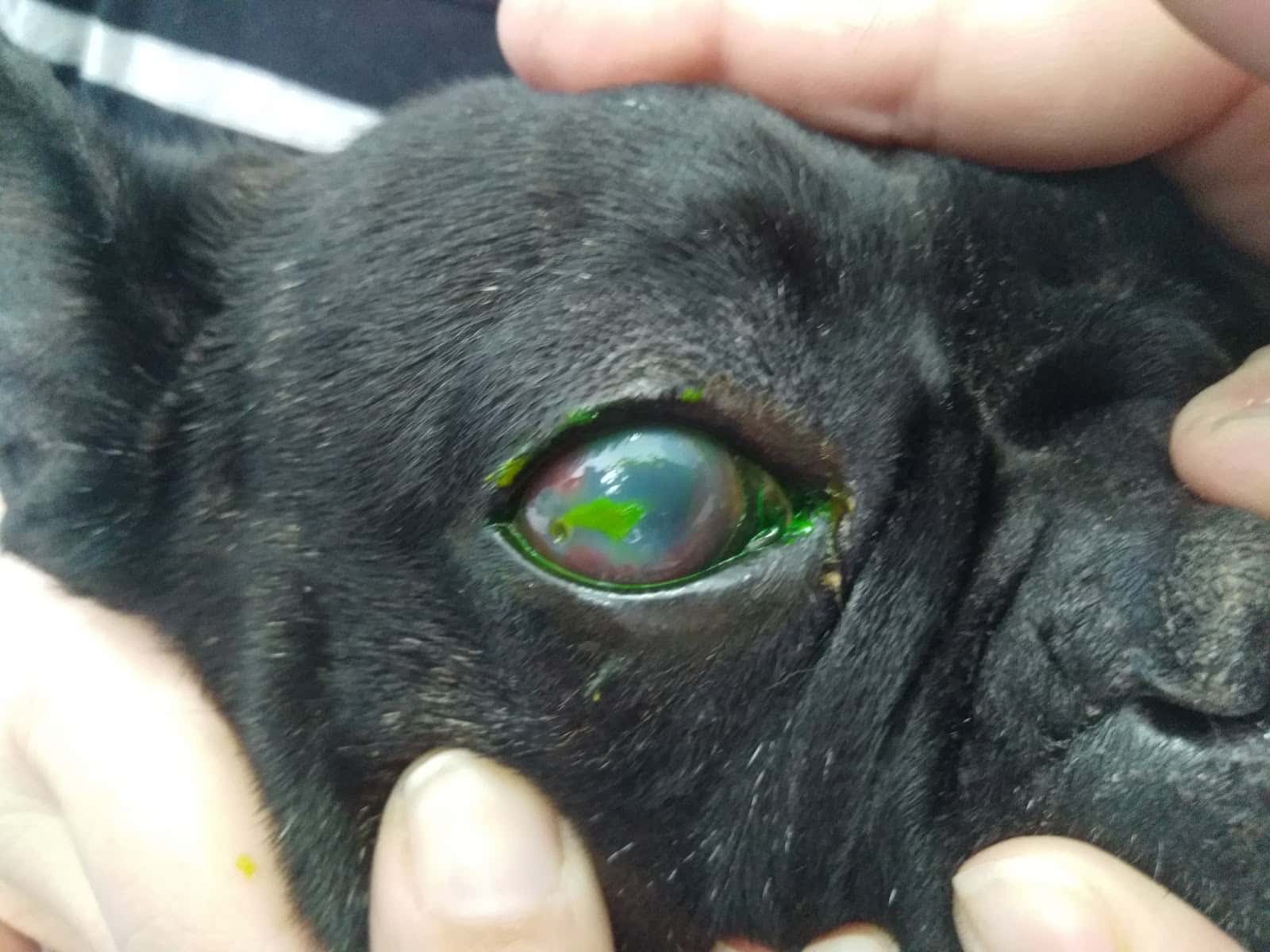 Centro Veterinario Faunia - Méntrida