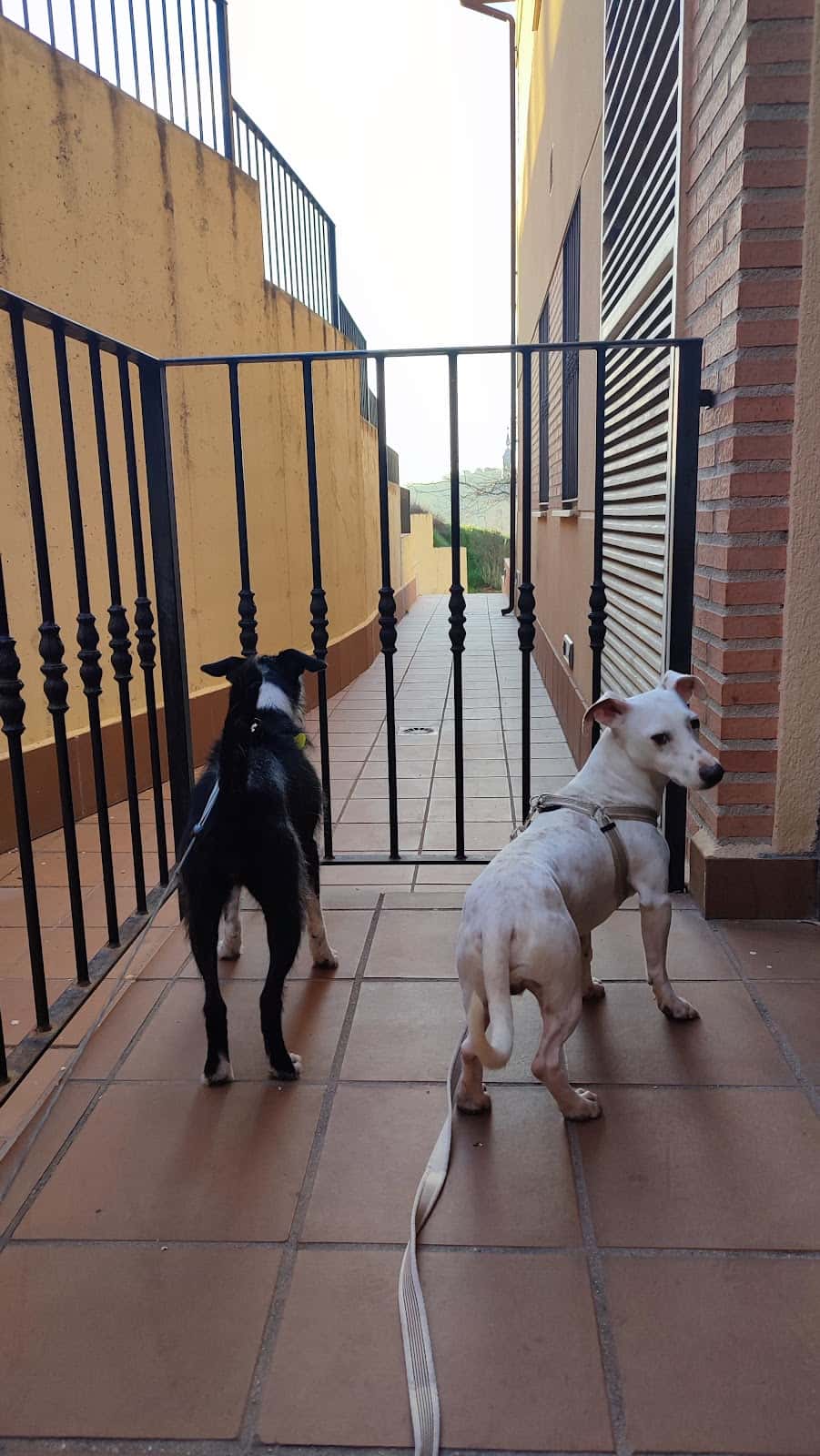 Clínica Veterinaria Esquivias