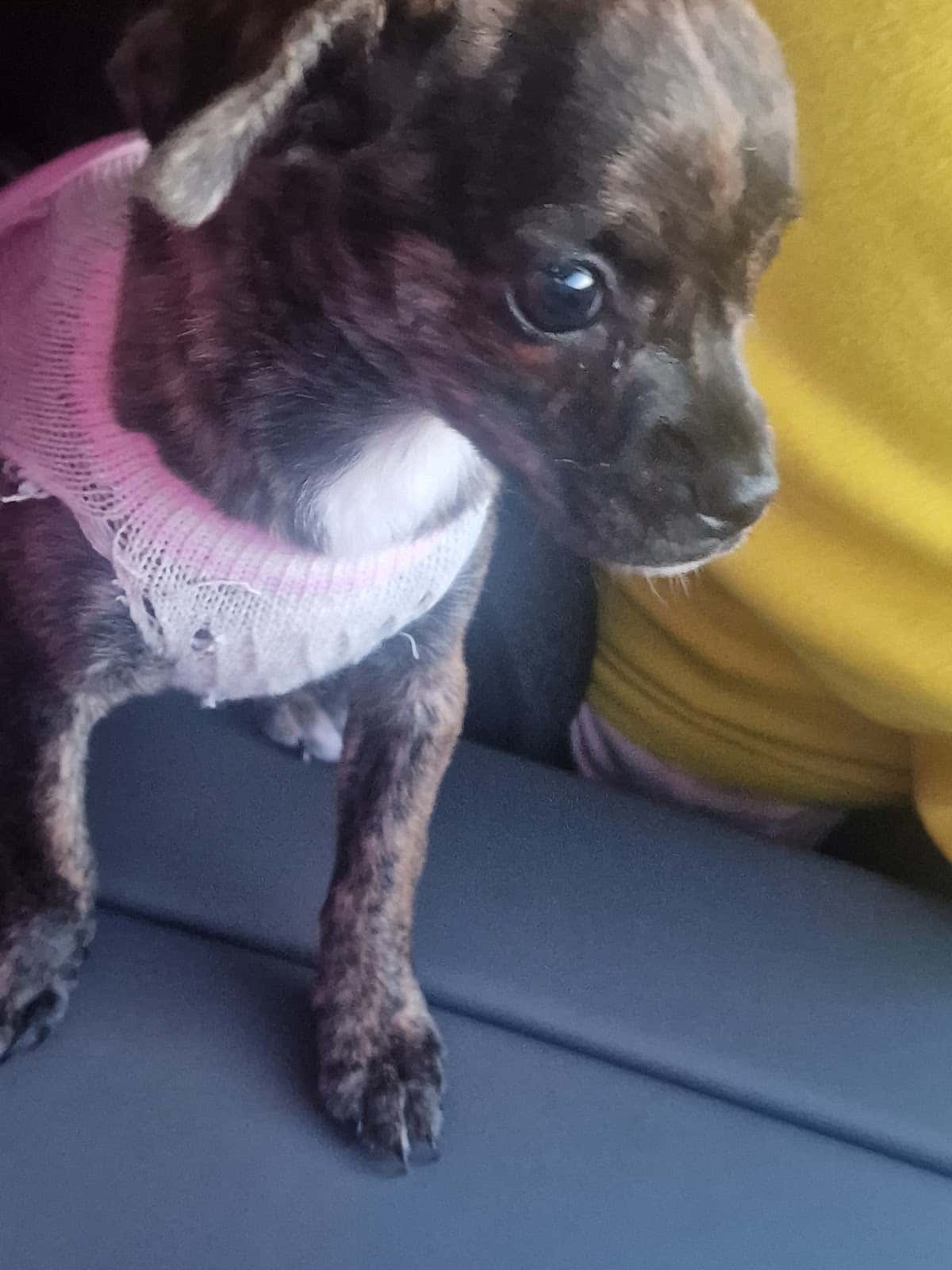 Clínica Veterinaria Esquivias
