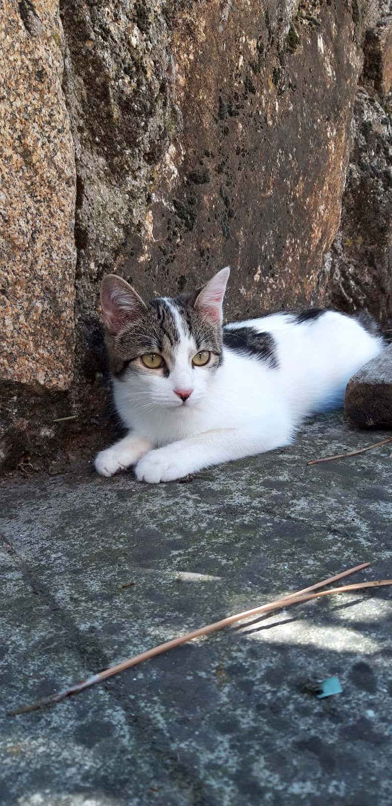 Centro Veterinario Sotivet SL