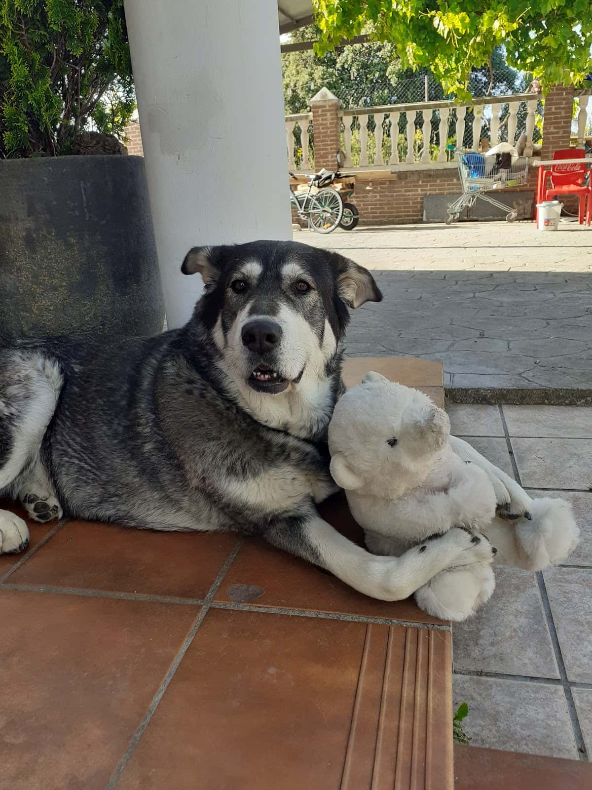 Centro Veterinario MasVet