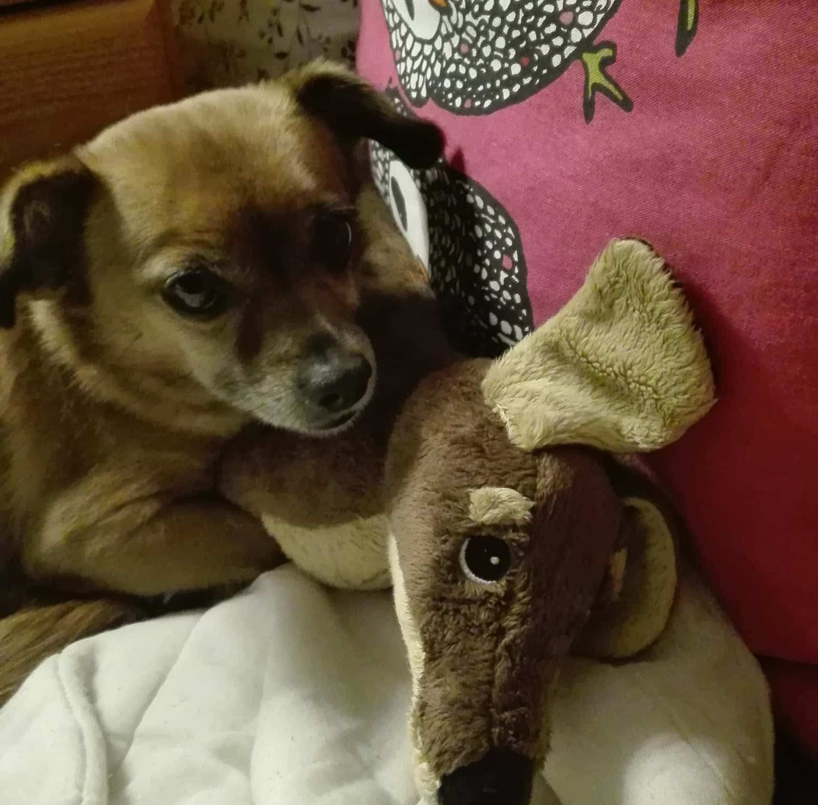 VETERINARIA VILLAREJO-CANI
