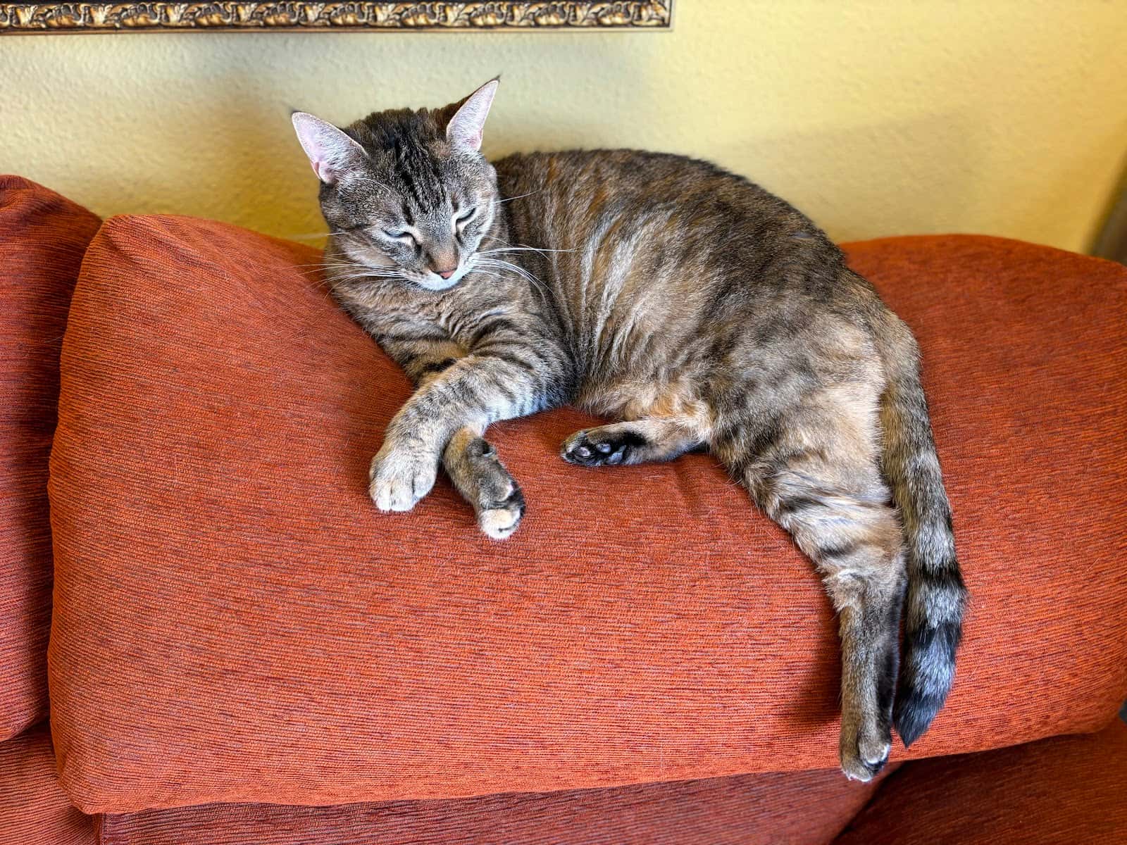 CLÍNICA VETERINARIA LA SAGRA