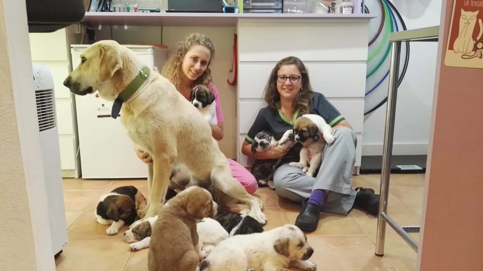 Equipo Veterinario Isabel Priego