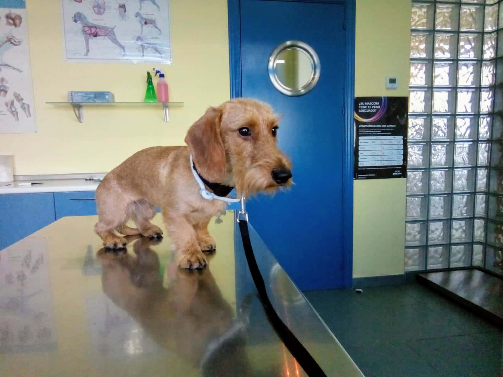 Centro Veterinario Las Navas