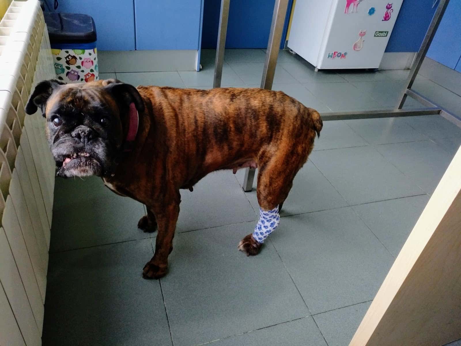 Centro Veterinario Las Navas