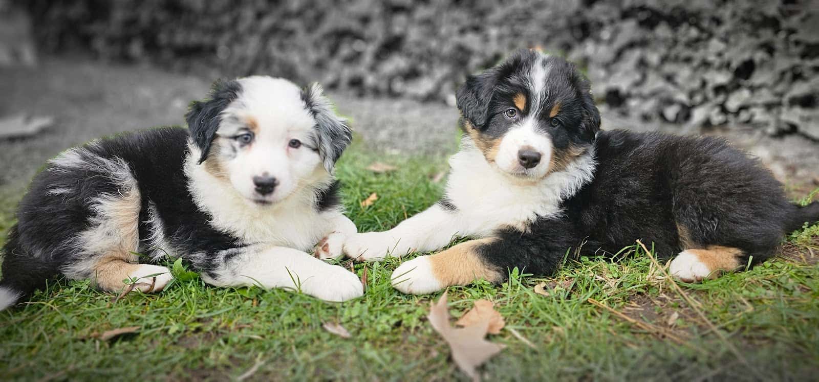 Veterinario Villanueva de la Cañada | VETSOS