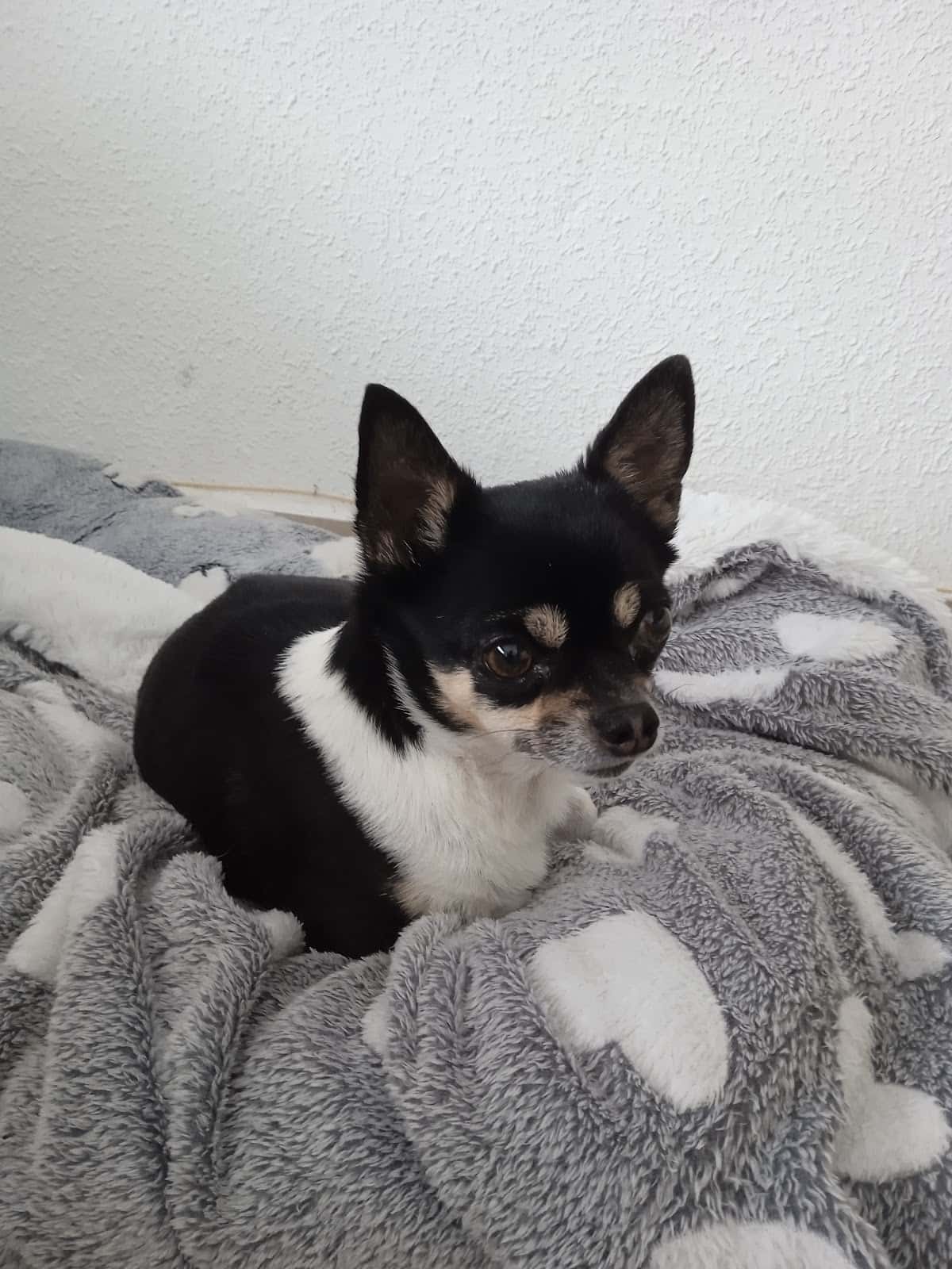 Mascotas Clínica Veterinaria